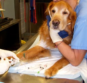 A Golden Retriever at the Vet